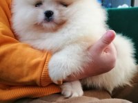 Ultra kalite ayı surat pomeranian boo