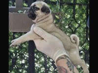 Güzel kaliteli pug yavrulara sahip olmak isteyenler için