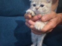 Scottish fold yavrular