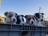 Jack russell orjinal yavrularımız
