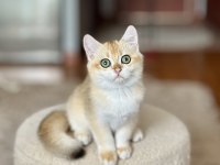 Safkan British Shorthair Golden erkek yavru