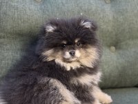 Irk ve kilo garantili pomeranian boo