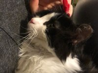 KEDİYE YUVA!! Sokağa bırakmak istemiyorum, lütfen