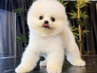 Orjinal Pomeranian Boo