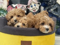 Ankaranın  en seçkin kore maltipoo yavruları