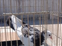 Kuş fazlalığından satıyorum