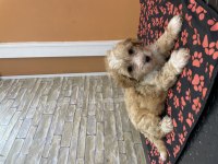 MALTİPOO BEBEK KÖPEKLER TESLİME HAZIR