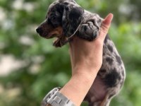 Show kalite sosis köpek yavrularımız