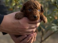 Sevgi ile büyüyen poodle yavrularım yeni ailelerini arıyor