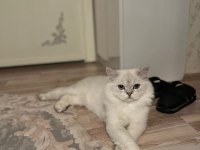 Acil sahiplendirme 11 aylık british longhair