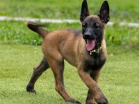 FCI/KIF Şecereli Şampiyon Kan Hattı Malinois Yavrular