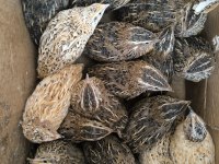 2 Haftalık Bıldırcın Yumurtaya Yakın Ve Yumurtlayan Mevcut