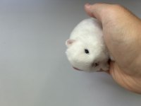 Hermelin netherland dwarf cüce tavşan
