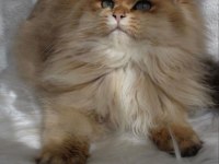 SAFKAN British Longhair ny11 Erkek