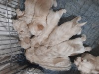 Minnaklar maltipoo