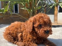 Red Toy Poodle Yavrular