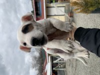 Safkan Jack russell bebekler