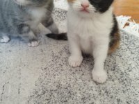 Babası exotic annesi scottish fold