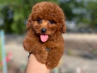 Toy Poodle Bebekleri Referans Yavru