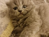 Blue British Longhair