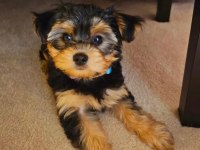 Morkie teddy yüz hattına sahip