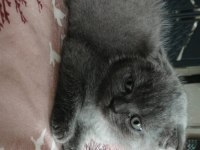 scottish fold bebeklerimiz
