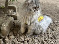 KEDİMİZ PASCAL İÇİN ÖMÜRLÜK YUVA ARIYORUZ