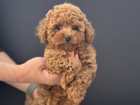 Birbirinden güzel toy poodle yavrularımız