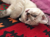 Mavi göz silver scottish fold