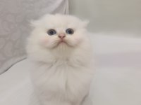 Scottish fold beyaz uzun tüylü