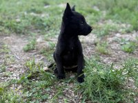 Belçika malinois jet black
