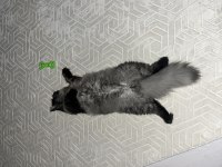 British longhair erkek kedimiz