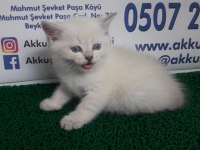 AKKUŞ ÜRETİM ÇİFTLİĞİNDEN BRİTİSH YAVRULARI