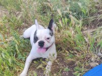 French Bulldog Köpeğimiz