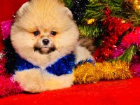 Pomeranian Boo Teddy Surat Yavrularımız