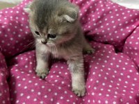 Ankara kaliteli british shorthair bebekler