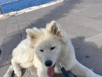 6 Aylık Safkan Samoyed