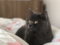 British shorthair evcil ev kedisi