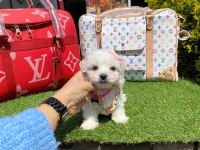 TATLI TADINDA MALTESE TERİER