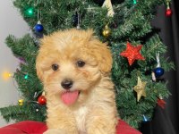 Veteriner kontrollü orijinal maltipoo yavrularım
