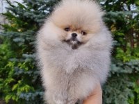 Pomeranian Boo Yavruları