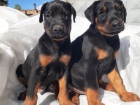 Efsane doberman yavrular