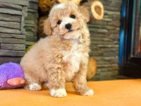HİPOALERJANİK TOY POODLE BEBEKLERİM