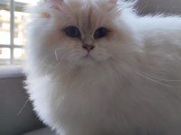 British Longhair 2 Yaşında