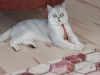 Canım british shorthair oğluma gelin arıyorum