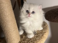 British Longhair Ay1233 Dişi