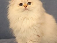 Ny2533 Dişi British Longhair