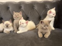 British Shorthair Yavrularımız @petclubadanaa