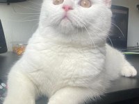 Minik eğlenceli british longhair oğlum yuva arıyor