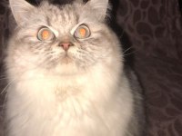 Çok uysal british longhair yuva arıyor